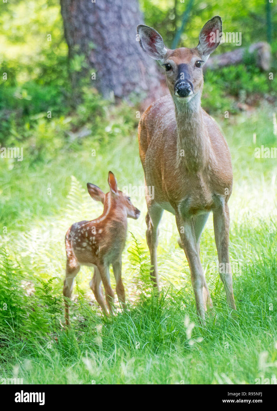 White-Tailed Deer, Doe e fawn Foto Stock