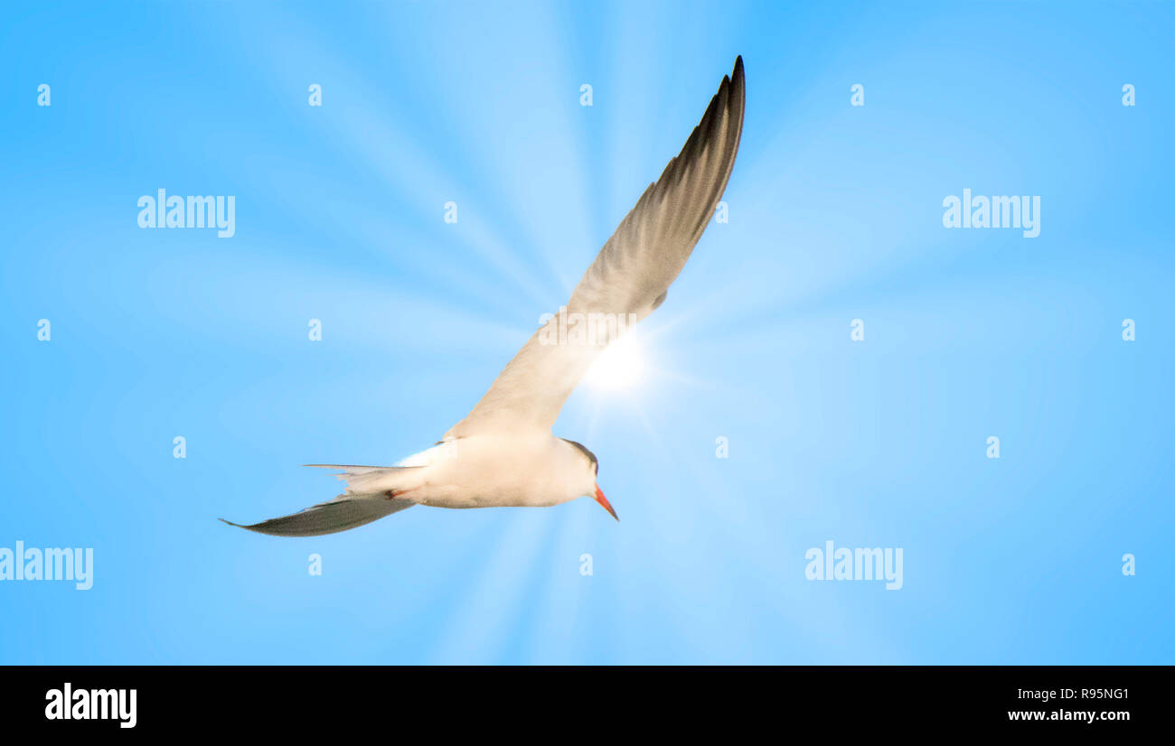 Terna in volo, pomeriggio soleggiato Foto Stock