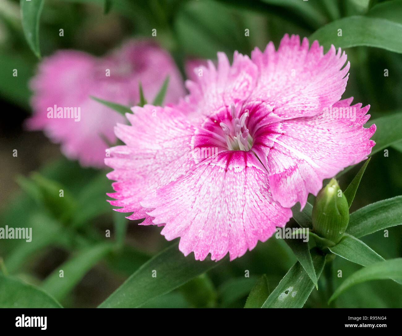 Dianthus fiore Foto Stock
