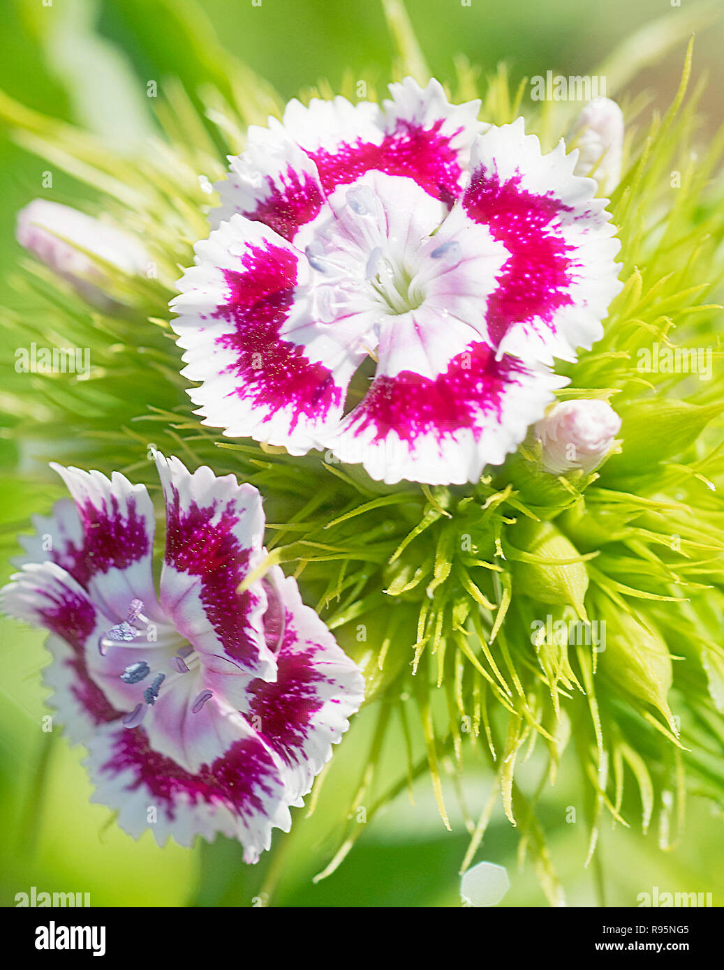 Dianthus Fiori Foto Stock