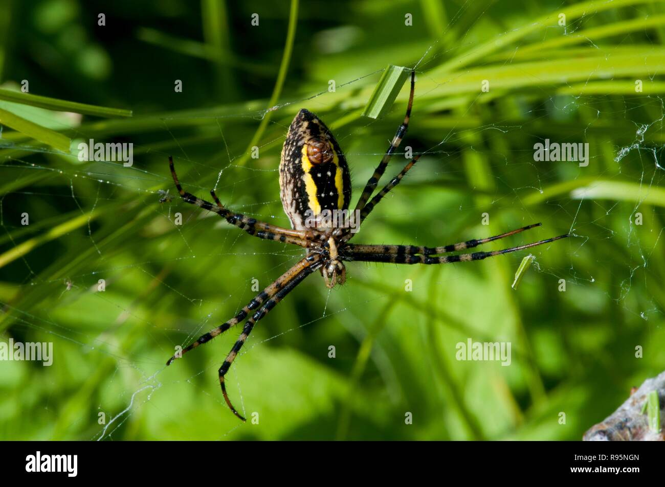 Vadnais Heights, Minnesota. Femmina Argiope nastrati, 'Argiope trifasciata" nella sua web. Chiamato anche Giardino nastrati Spider. Foto Stock