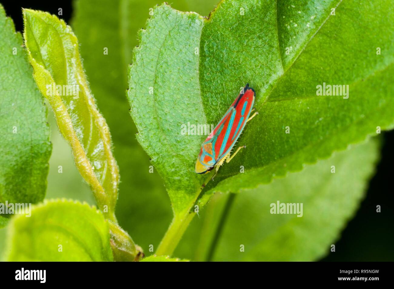 Vadnais Heights, Minnesota. John H. Allison foresta. Candy-Leafhopper striato, Graphocephala coccinea appoggiata su una foglia. Foto Stock