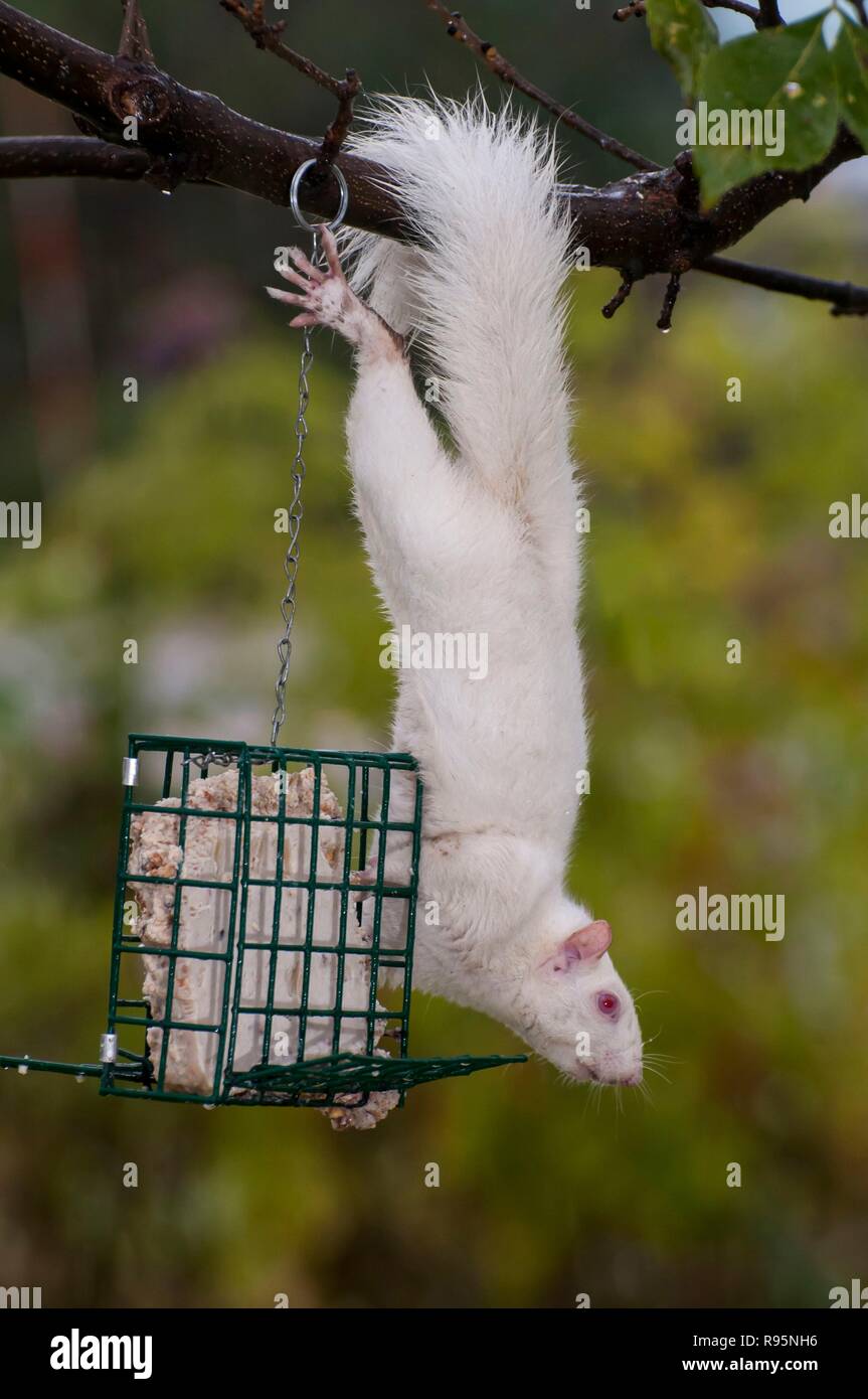 Vadnais Heights, Minnesota. Scoiattolo Albino appeso a un albero di mangiare suet da un alimentatore suet per gli uccelli. Orientale scoiattolo grigio - Sciurus carolinensis. Foto Stock