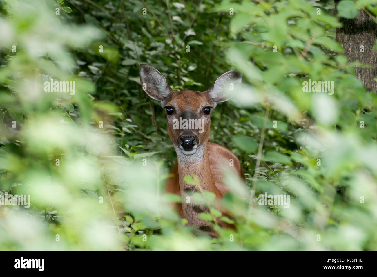 Vadnais Heights, MN. John H. Allison foresta. White-tailed deer, Odocoileus virginianus, nella foresta guardando attraverso gli alberi. Foto Stock