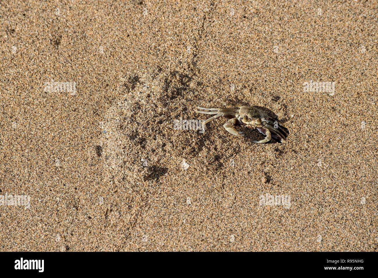 Maui, Hawaii. Il granchio fantasma, Ocypode pallidula, sulla spiaggia di Lahaina scavare un nido. Foto Stock