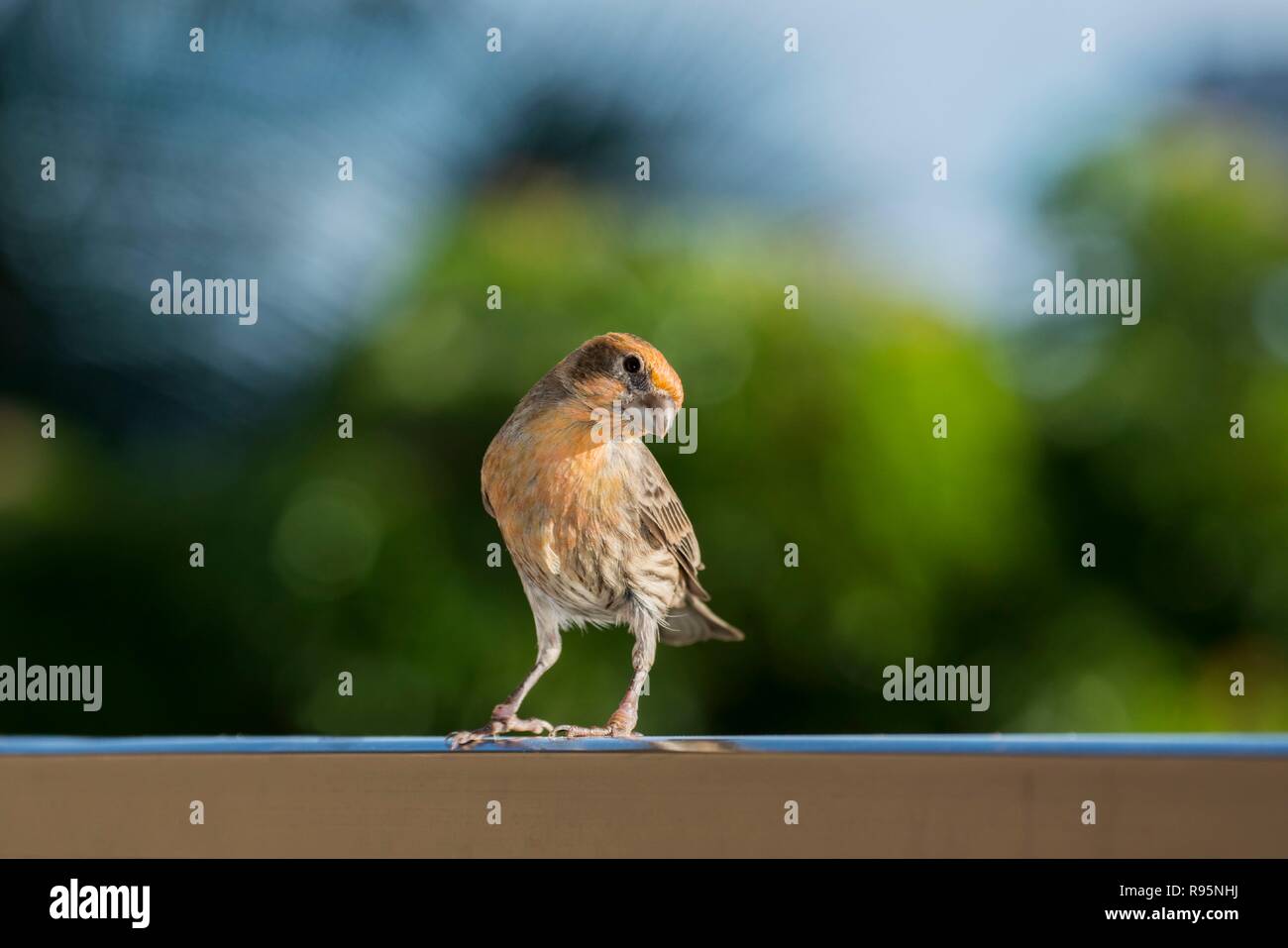 Maui, Hawaii. Casa maschio Finch, Carpodacus mexicanus. Il colore arancione in questa casa finch è causato da pigmenti noti come carotenoidi negli alimenti che mangiano. Foto Stock