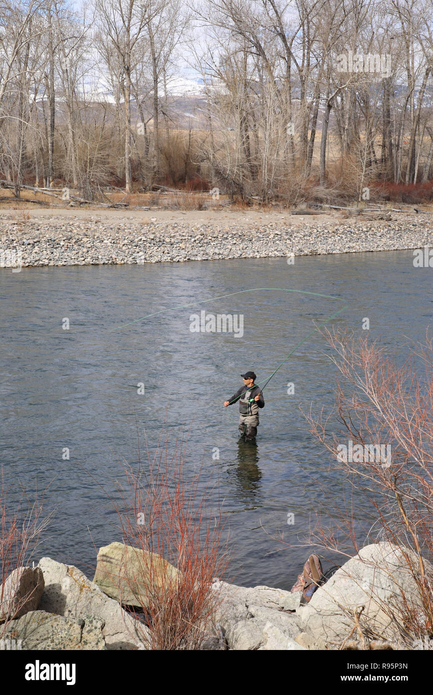 Fly fisherman casting per steelhead trote sul fiume di salmoni in Idaho, Stati Uniti d'America Foto Stock