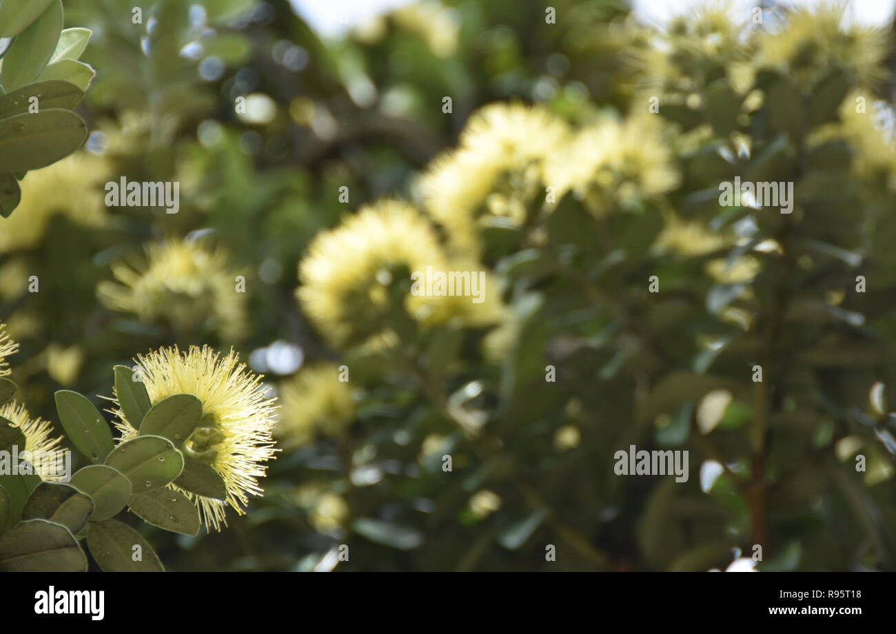Giallo albero pohutukawa su Petone Esplanade, Wellington, fioritura a Natale Foto Stock