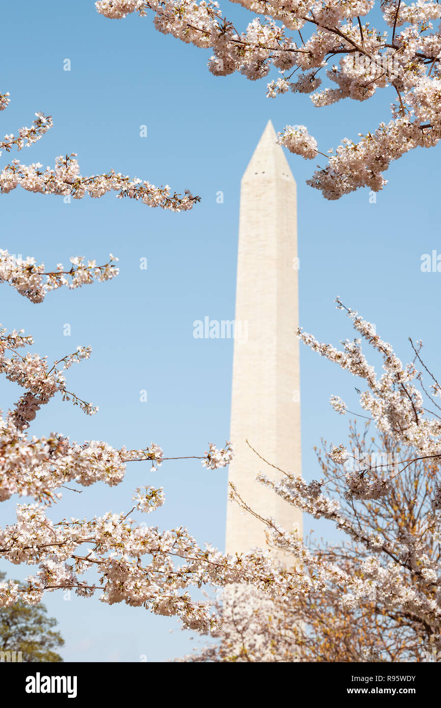Inquadratura vista verticale su George Washington Monument attraverso la fioritura dei ciliegi sakura rami di alberi, fiori isolati contro il cielo blu in primavera, springti Foto Stock