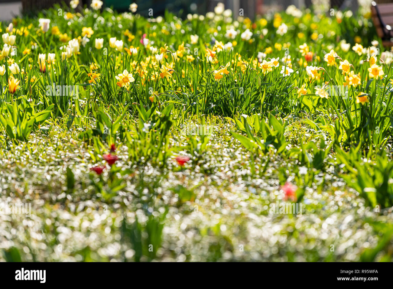 Giardino paesaggistico, landscaping prato con molti daffodil, narcisi, tulipani fiori su aiuola con la luce del sole, luce tempo soleggiato, retroilluminazione in Foto Stock