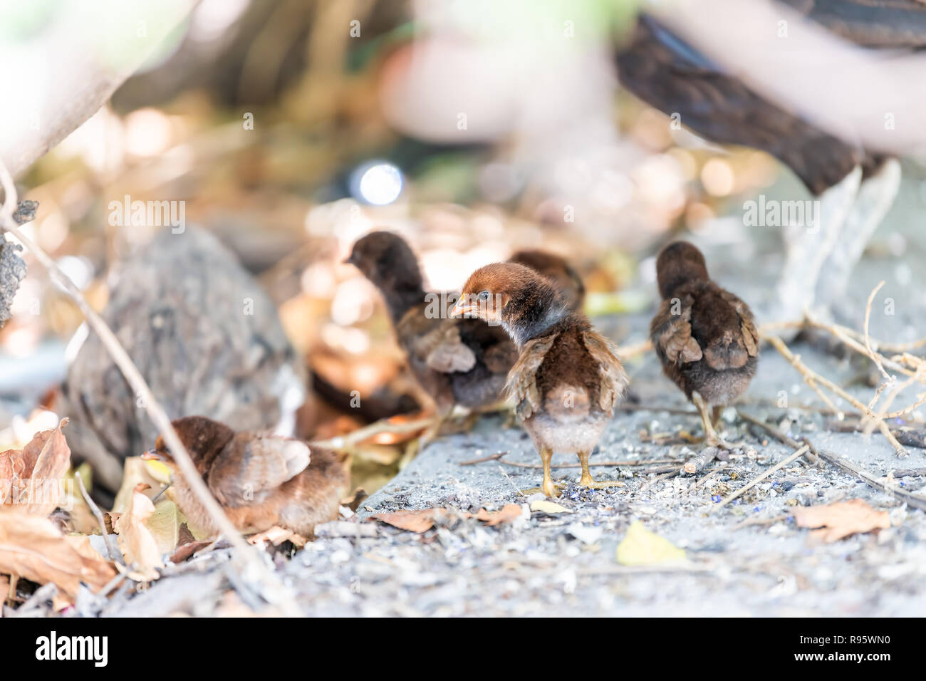 Molti selvatica selvatica polli, famiglia, la fauna selvatica, piccoli pulcini in piedi, ricerca, esecuzione delle operazioni di scavo, per il cibo nel suolo, massa sulla giornata di sole a Key West, STATI UNITI D'AMERICA, Foto Stock