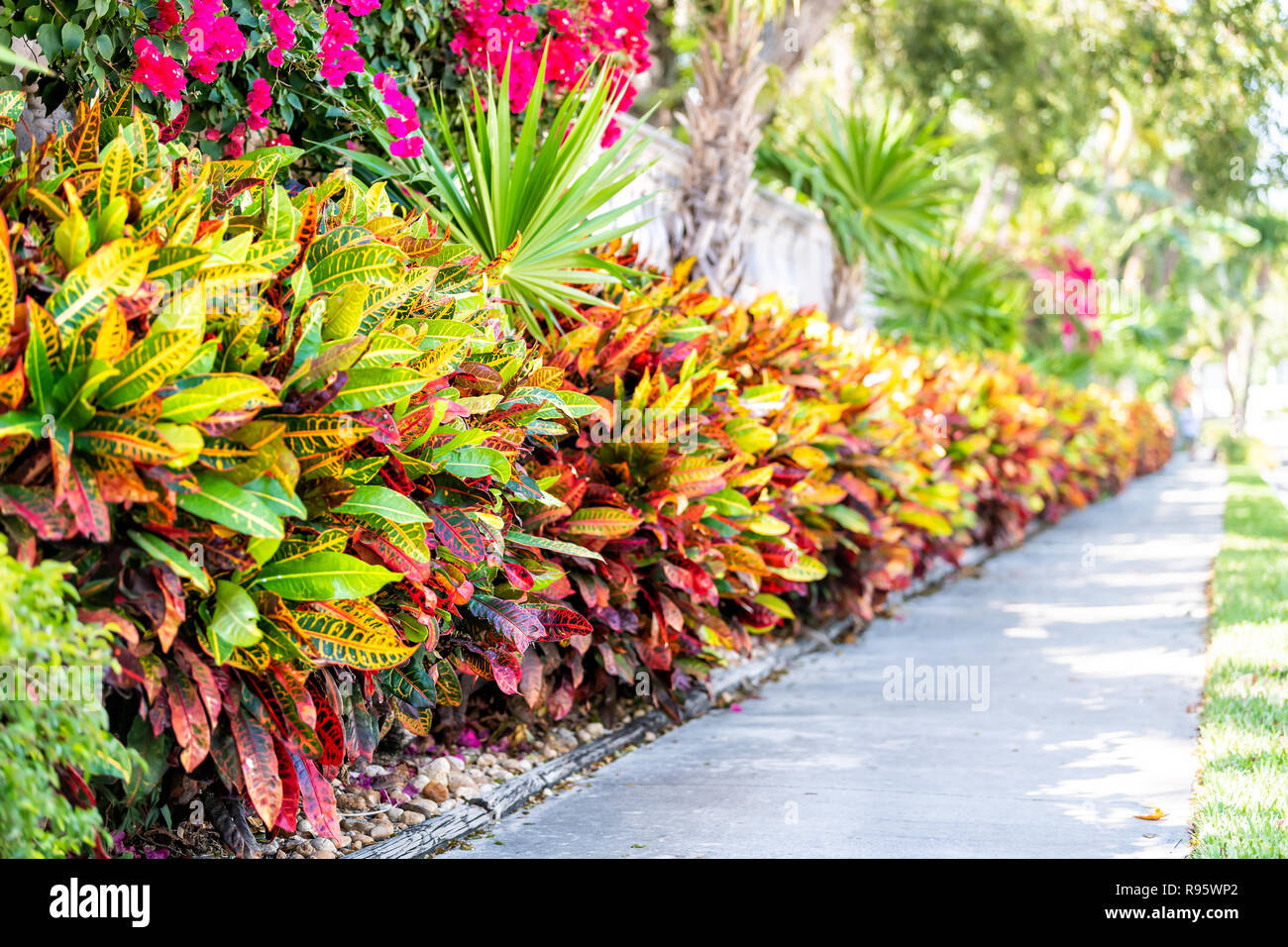 La vibrante codiaeum variegatum, petra croton, variegata di foglie di piante, foglie, giardino paesaggistico, parete paesaggistica, esterno, outdoor street, erba verde, r Foto Stock