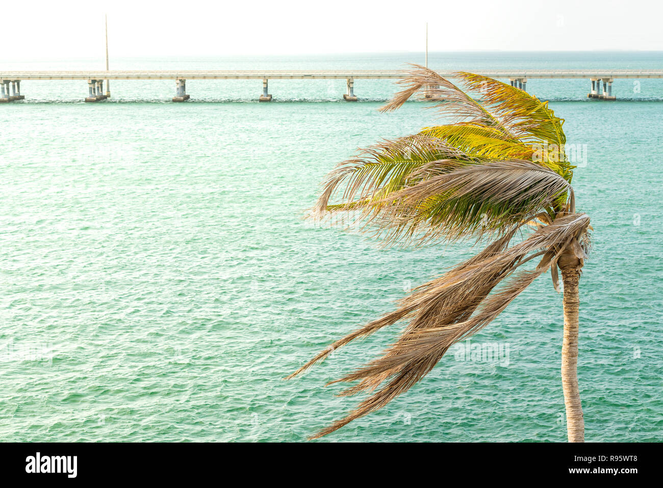 Uno verde Palm tree closeup ondeggianti foglie nel vento al tramonto di sera a Bahia Honda State Park, Florida Keys, con Overseas Highway bridge, oceano Foto Stock