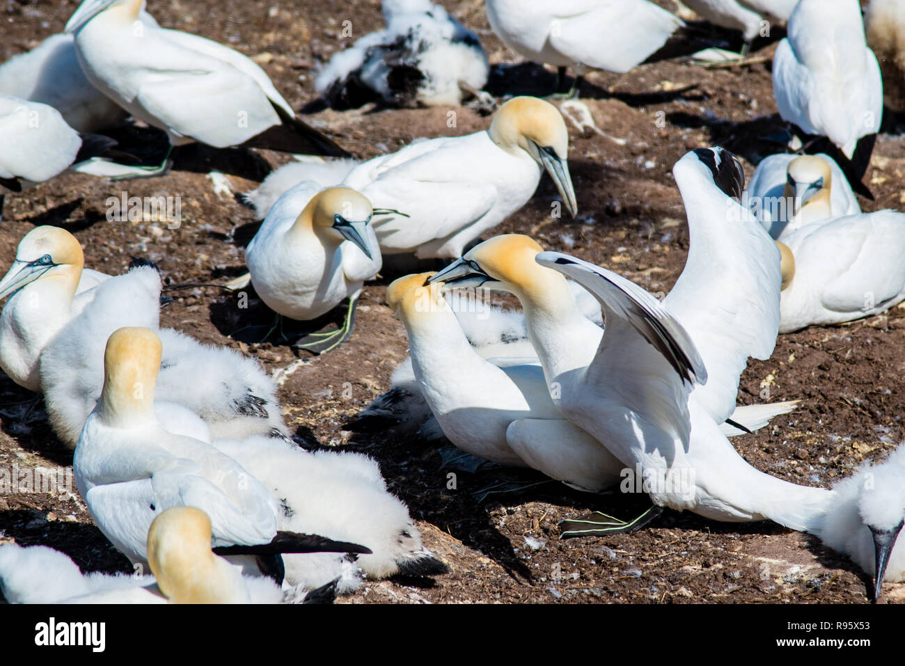 Allevamento di uccelli e uccelli migratori in Bonaventura isola in Perce Québec Canada Foto Stock