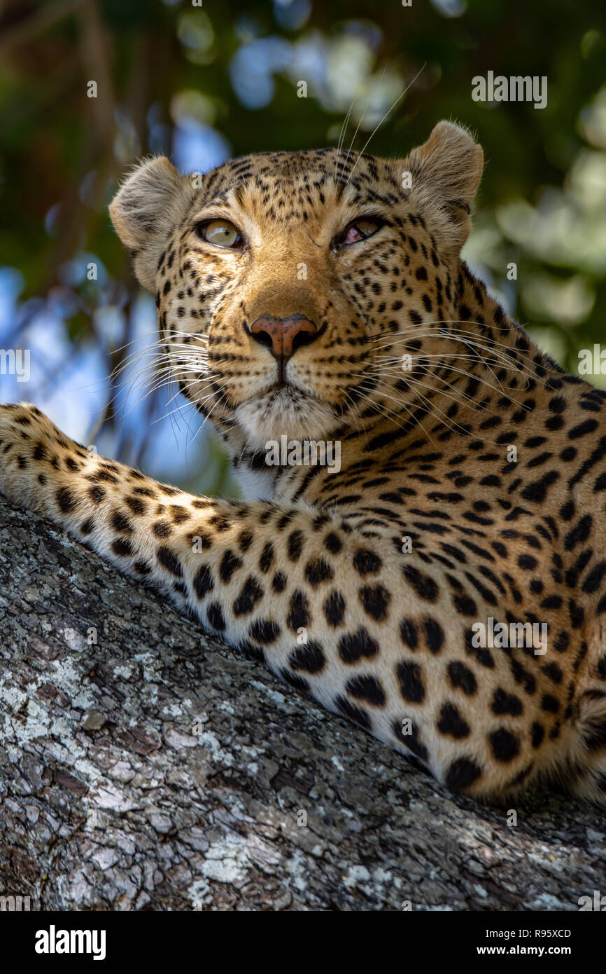 African leopard (Panthera pardus pardus) di appoggio nella struttura ad albero del Botswana. Essi sono sulla Lista Rossa IUCN e considerati vulnerabili. Foto Stock