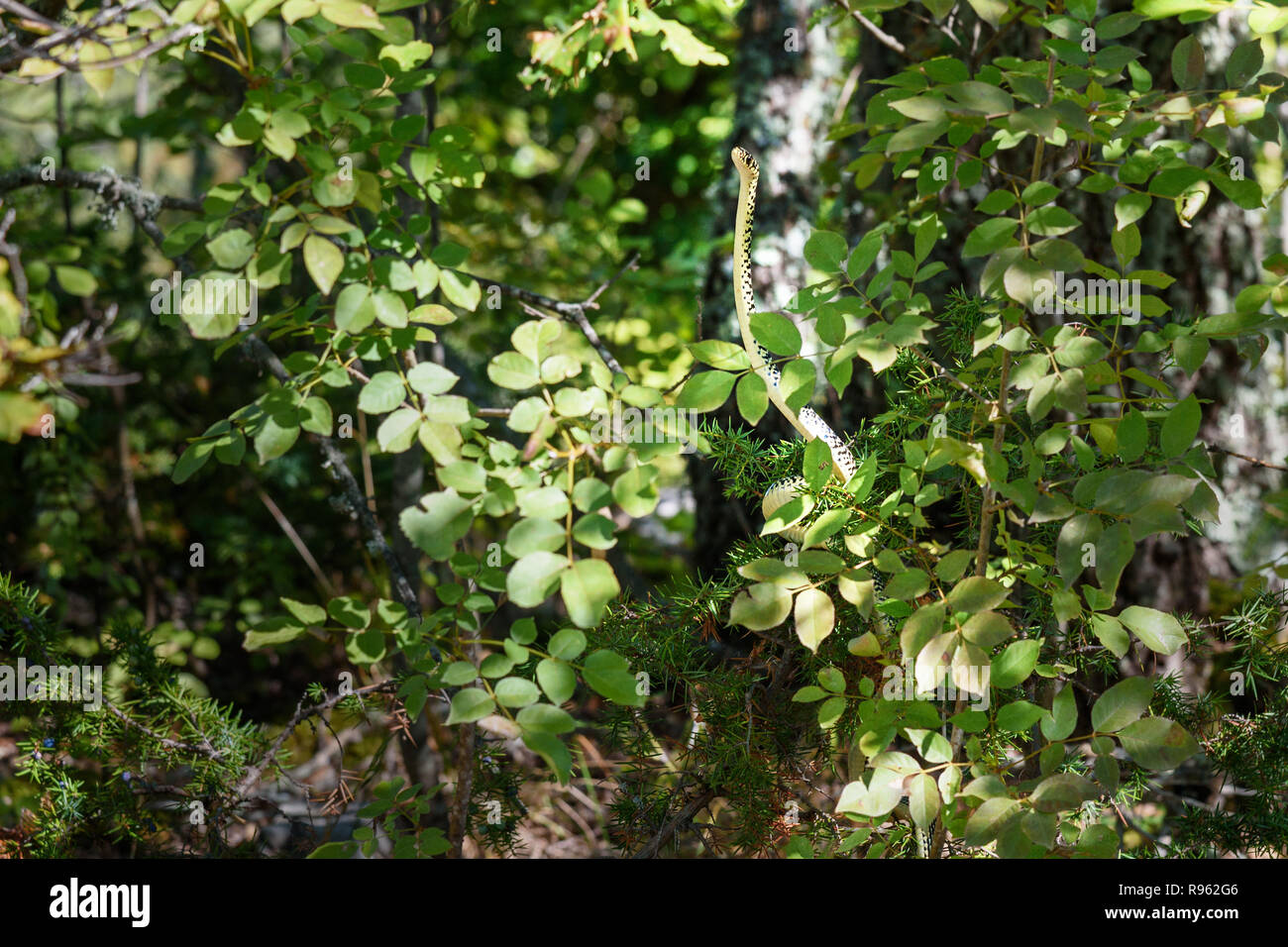 Piccolo verde frusta snake, Hierophis viridiflavus nella foresta nella regione del Chianti. Toscana. Italia Foto Stock