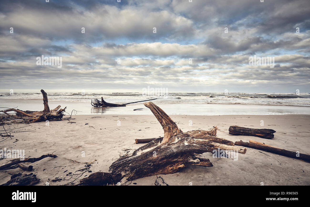 Spiaggia dopo una tempesta con ceppi di legno e. Foto Stock