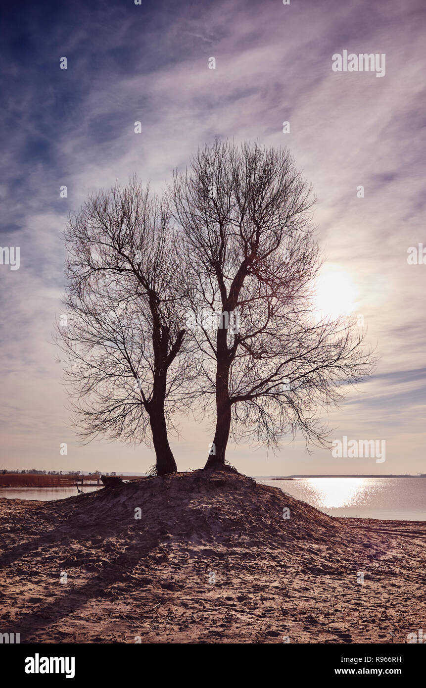 Gli alberi su una riva di un fiume al tramonto, dai toni di colore dell'immagine. Foto Stock