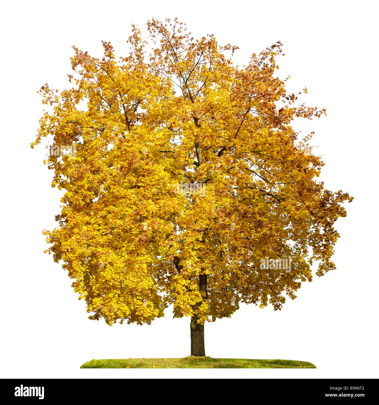 Albero di acero con foglie di giallo, stagione autunnale, isolato su sfondo bianco. Foto Stock