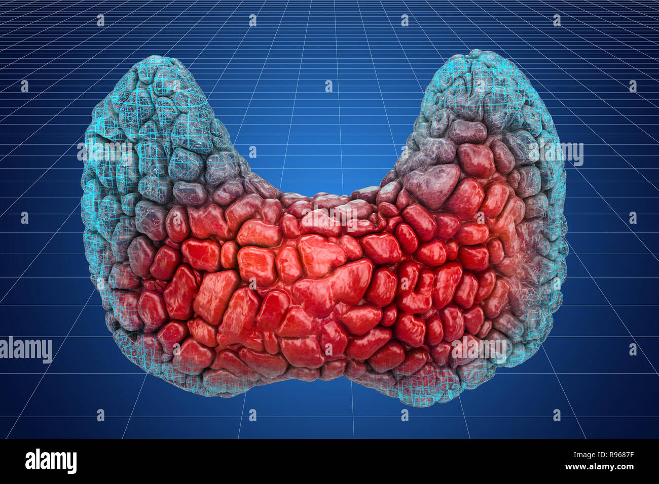 Visualizzazione 3d il modello CAD della tiroide umano, rendering 3D Foto Stock