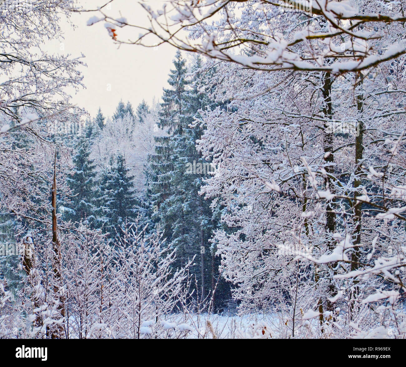 Immagine di stock. Rami di alberi e cespugli in rime di ghiaccio. In inverno il paesaggio della foresta. Foto Stock