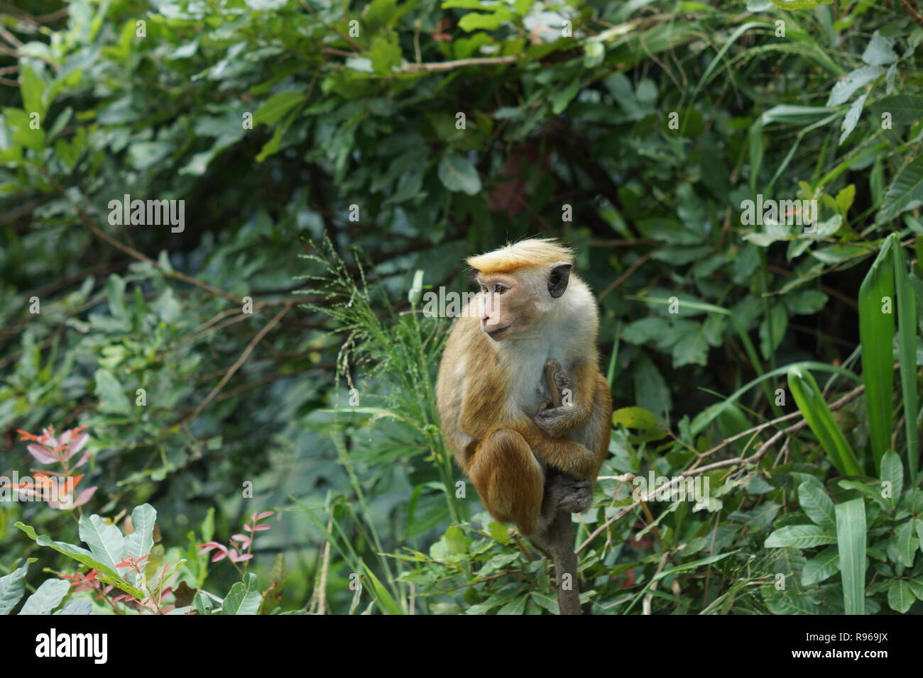 Toque Macaque Foto Stock