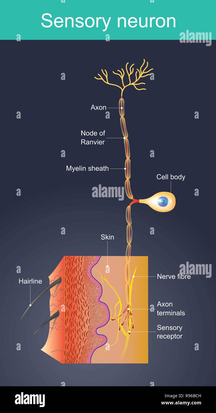 Le cellule si comportano come gli stimoli esterni in diversi ambienti. modificare per agire come stimoli interni. Quando i sensi vengono inviate informazioni di segnale verso la nervou Illustrazione Vettoriale