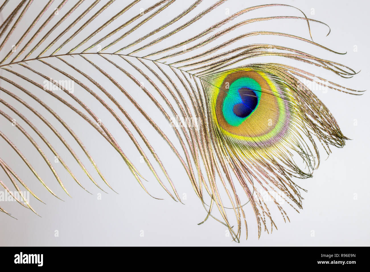 Peacock feather close-up isolato Foto Stock