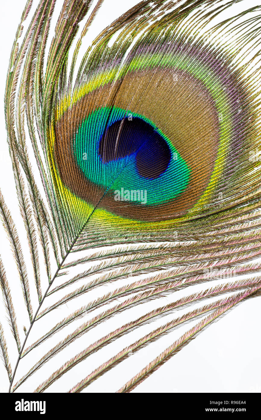 Peacock feather con eyespot close-up isolato Foto Stock