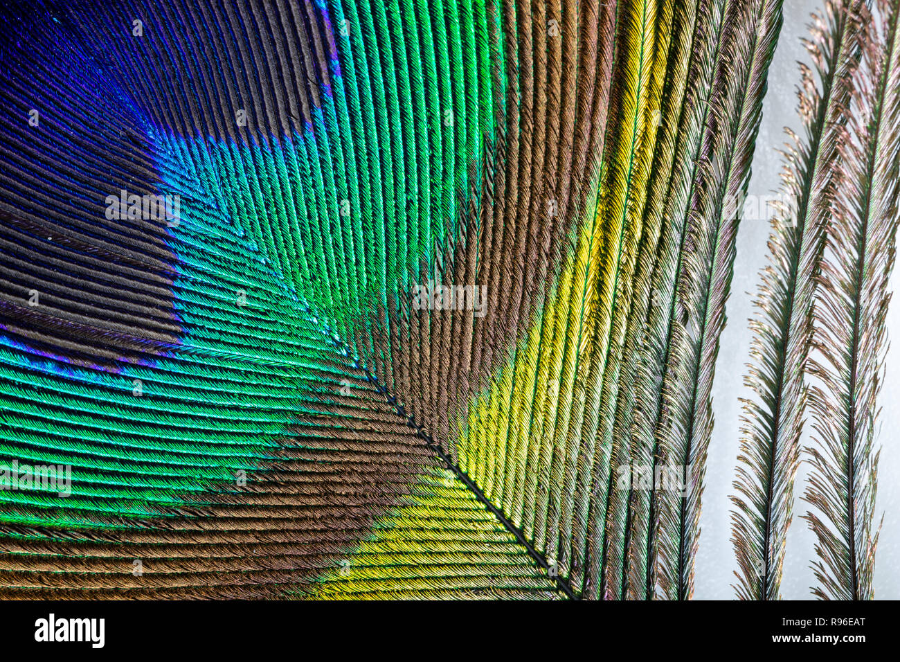 Peacock feather eyespot macro isolato Foto Stock