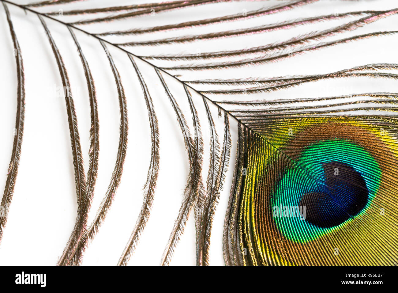 Peacock feather con eyespot close-up isolato Foto Stock