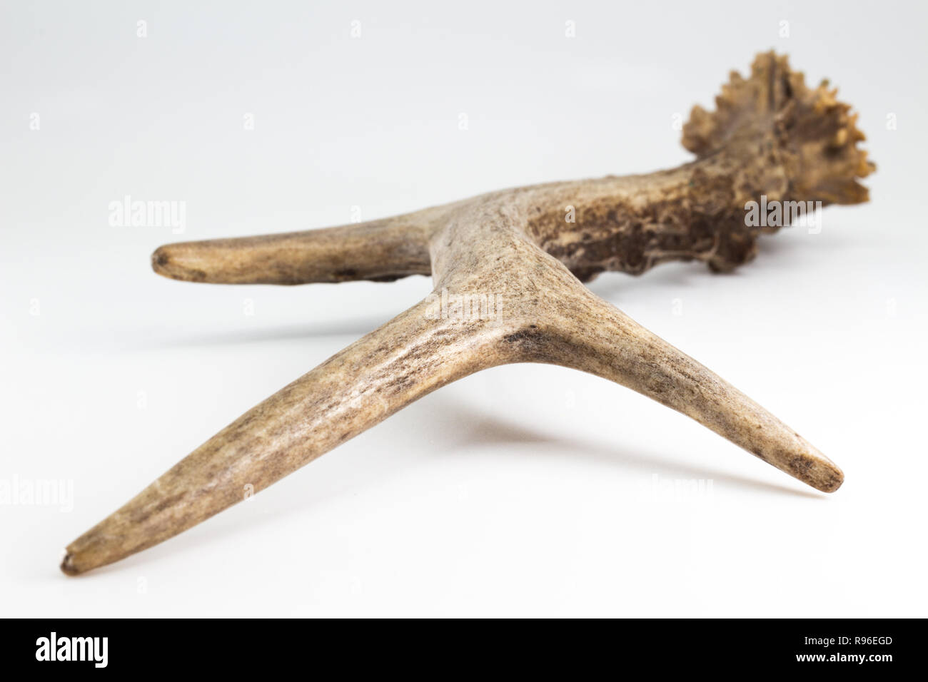 European Roe Deer Capreolus capreolus capannone corna con tre punti. Foto Stock