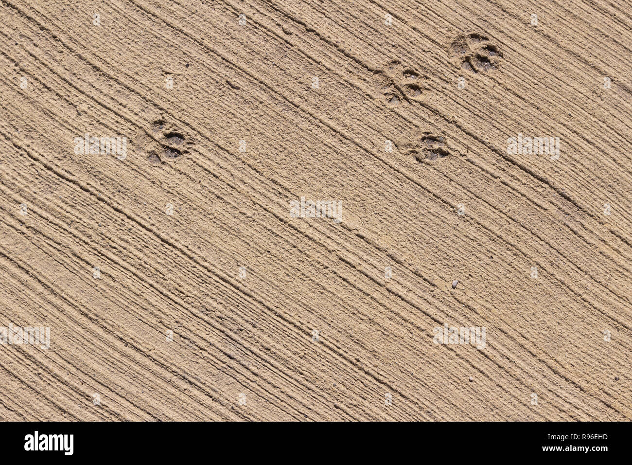 Dog stampa su pavimentazione in cemento marrone Foto Stock