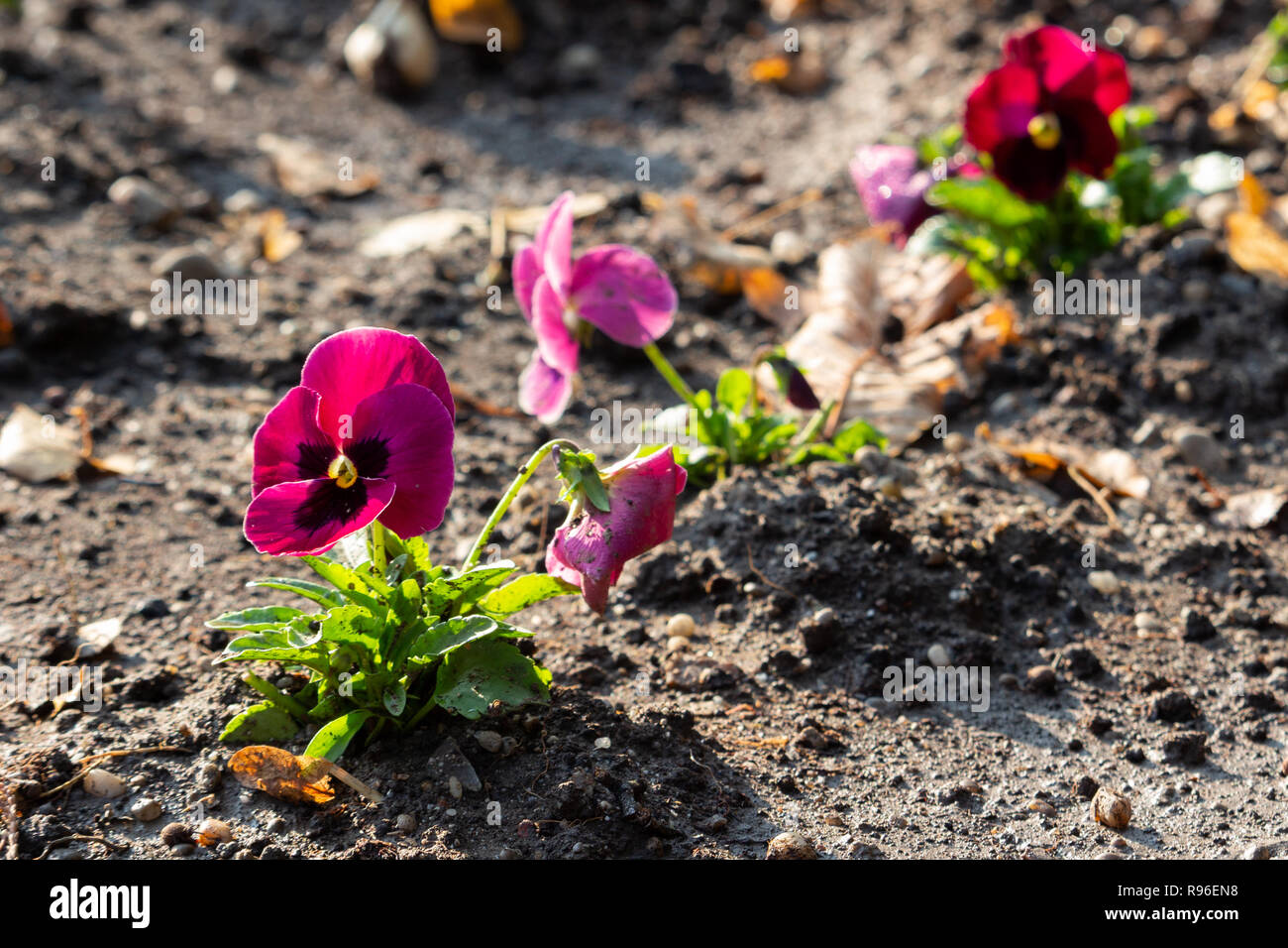 Giardino viola pansy piantato in file nei parchi Foto Stock