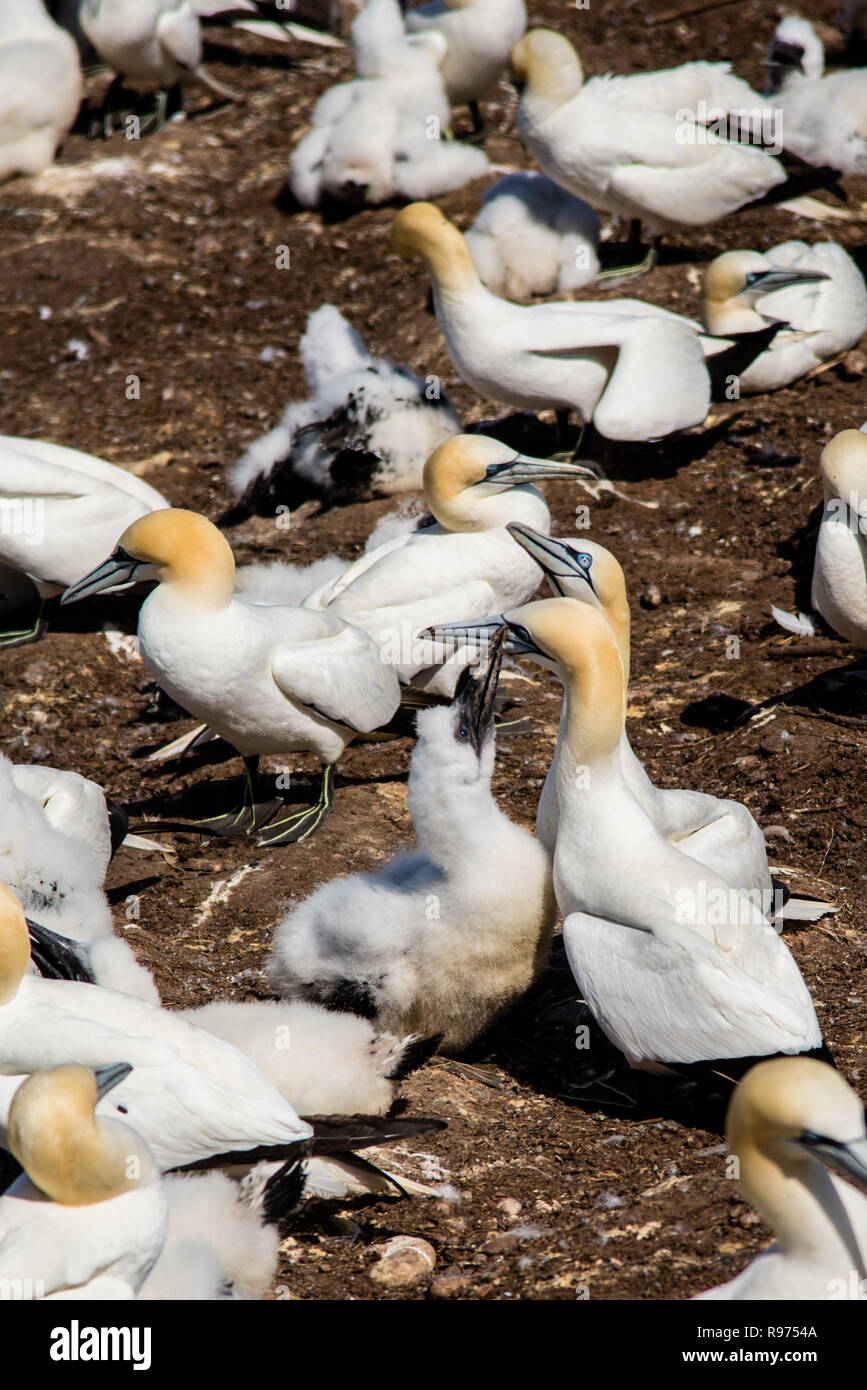 Allevamento di uccelli e uccelli migratori in Bonaventura isola in Perce Québec Canada Foto Stock