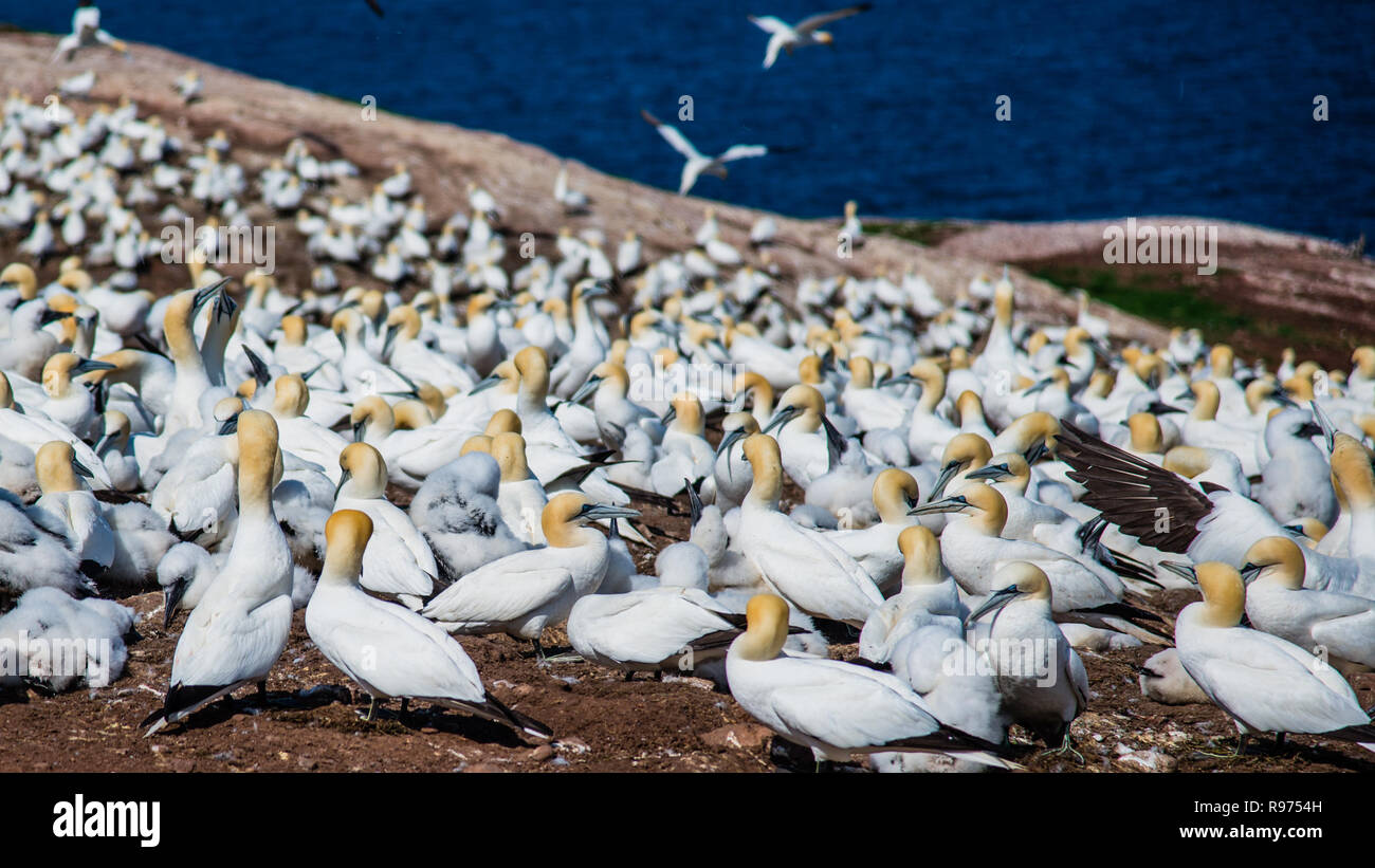 Allevamento di uccelli e uccelli migratori in Bonaventura isola in Perce Québec Canada Foto Stock