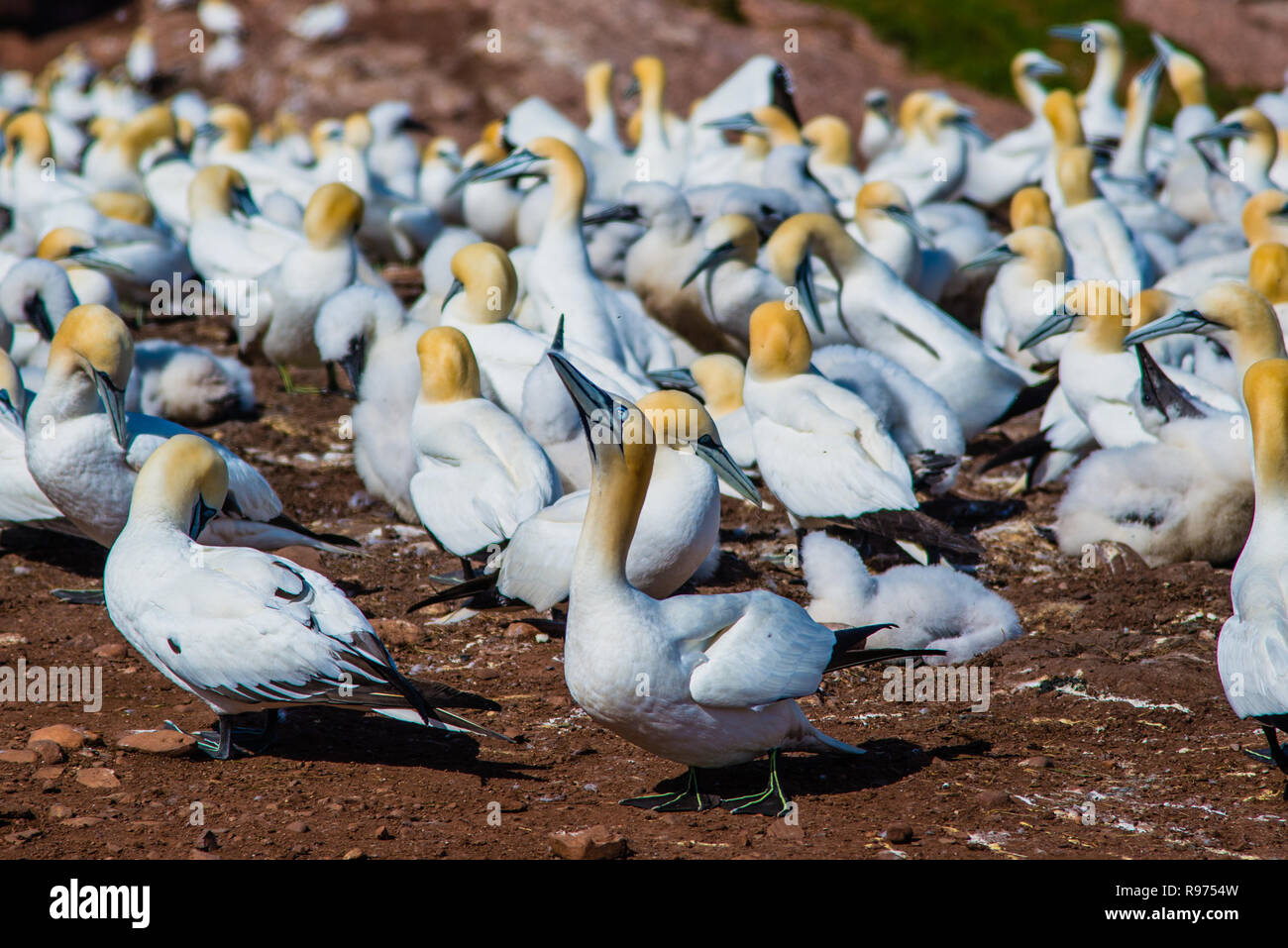 Allevamento di uccelli e uccelli migratori in Bonaventura isola in Perce Québec Canada Foto Stock