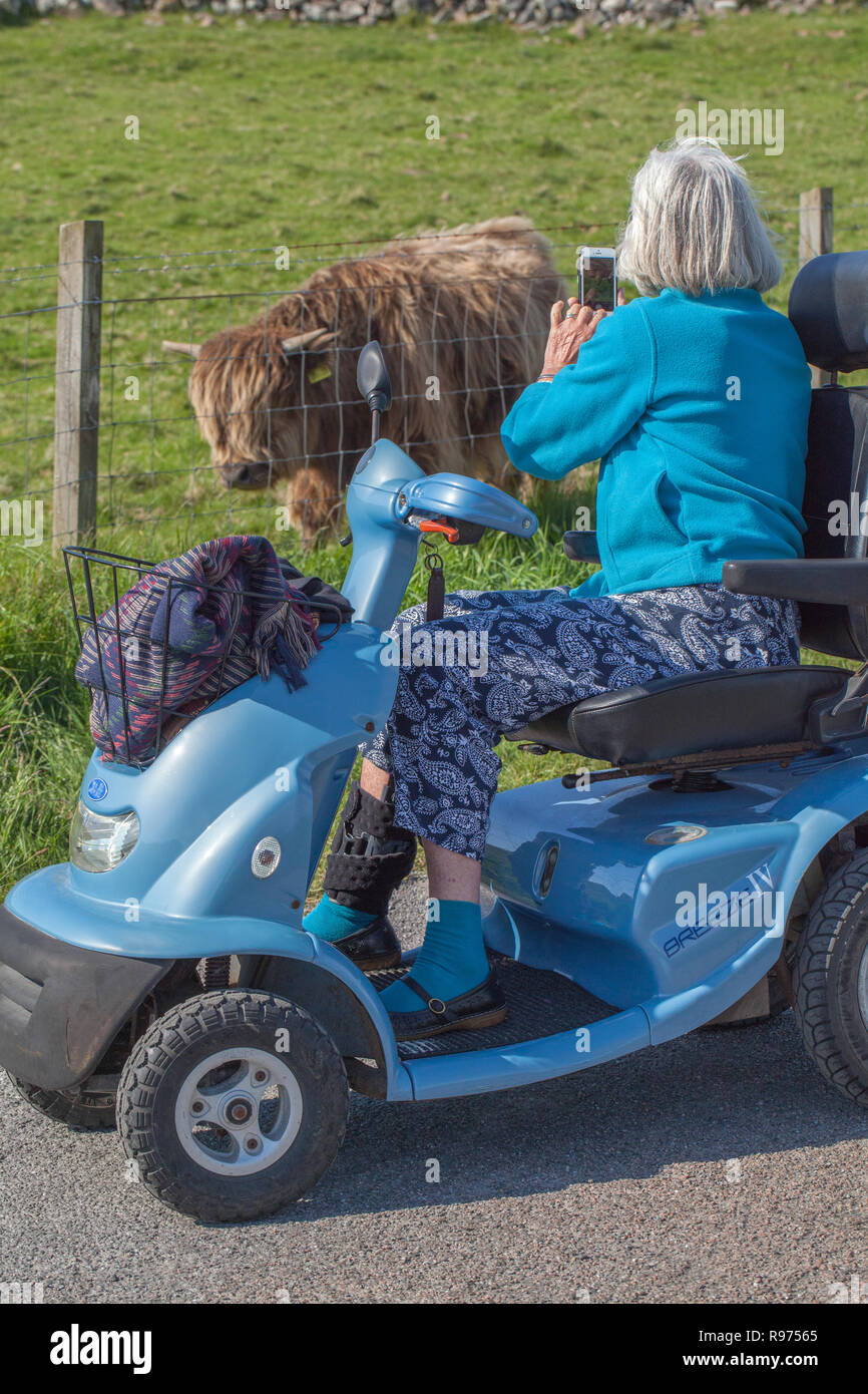 Donna adulta, senior citizen, seduti in un veicolo per disabili, dando accesso a vita rurale. Fotografare Highland mucca. Il ​Isle di Iona, Ebridi Interne. Costa ovest della Scozia. Il ​UK. Foto Stock