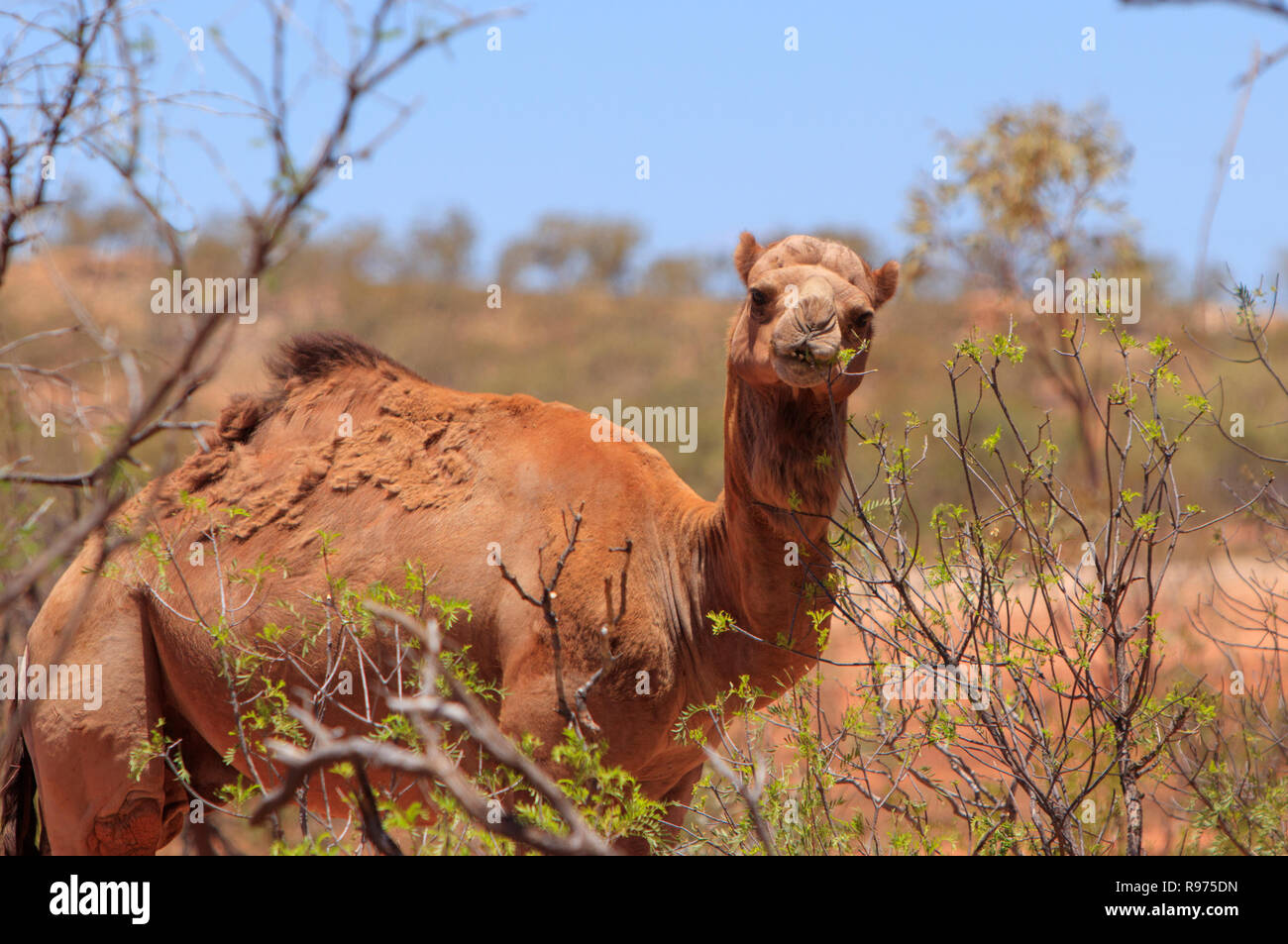 Un feral camel, Camelus dromedarius, alimentando su foglie di acacia bush in outback western Queensland, Australia. Foto Stock