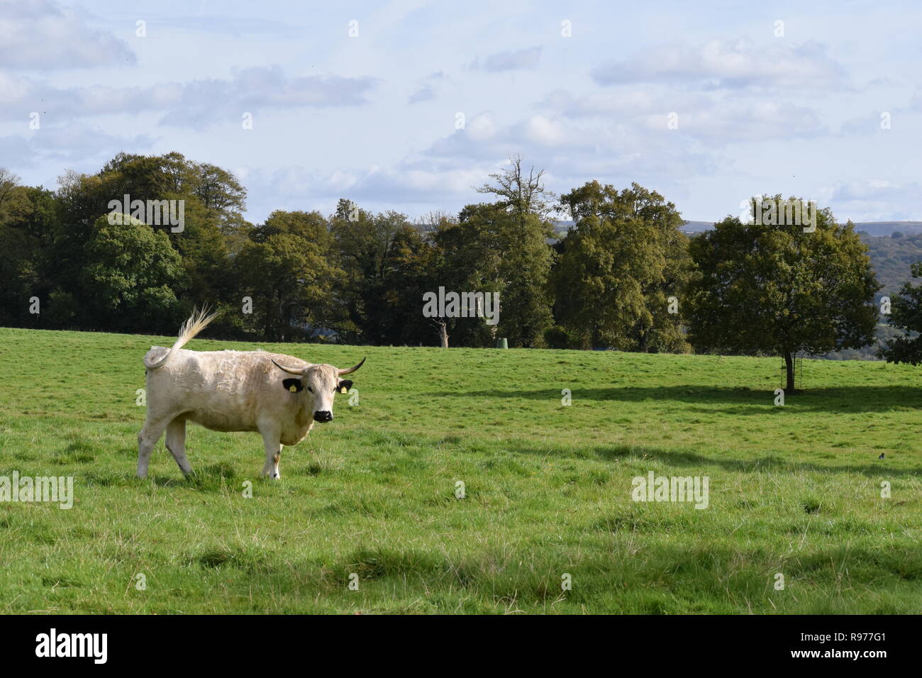 Parco bianco bestiame al Dinefwr Park, llandeilo, Regno Unito Foto Stock