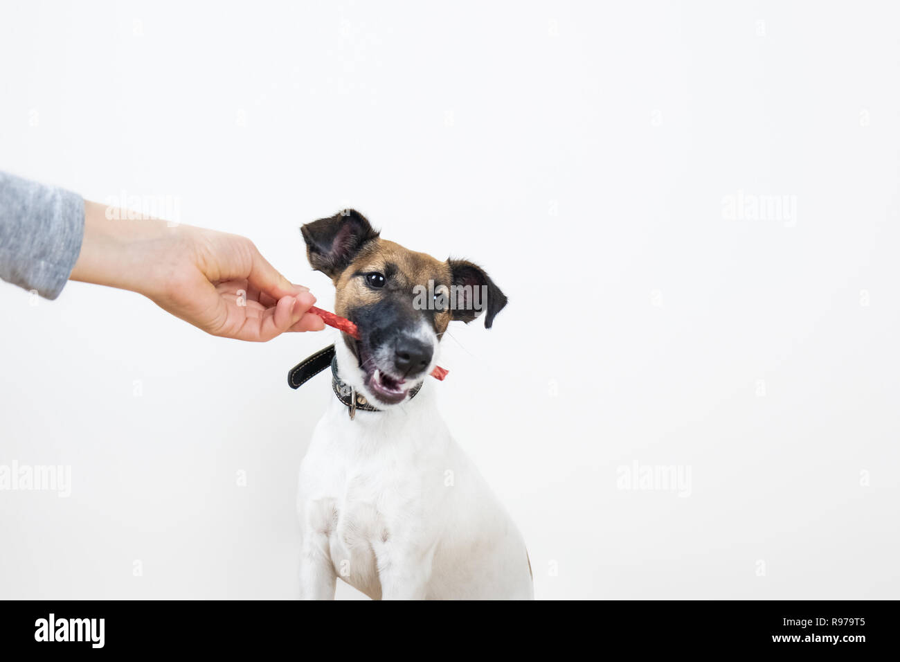 Fox Terrier cucciolo prende a trattare da uomo, isolato sfondo. Piccolo Cane di razza dato un pezzo di cibo da una mano femminile Foto Stock