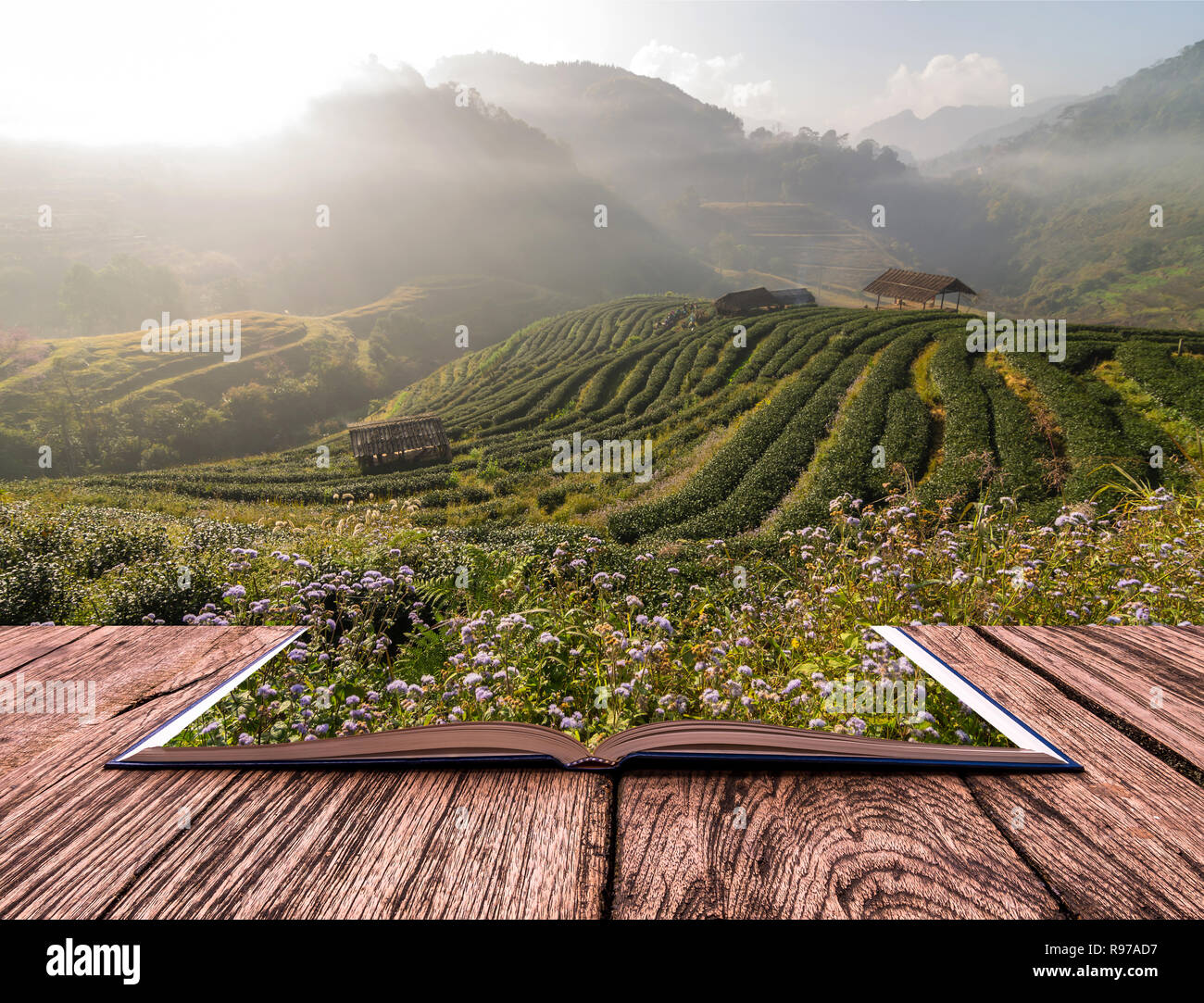 Libro Aperto immagine del campo di tè quando alba con nebbia, Doi Angkhang, provincia di Chiangmai, Thailandia Foto Stock