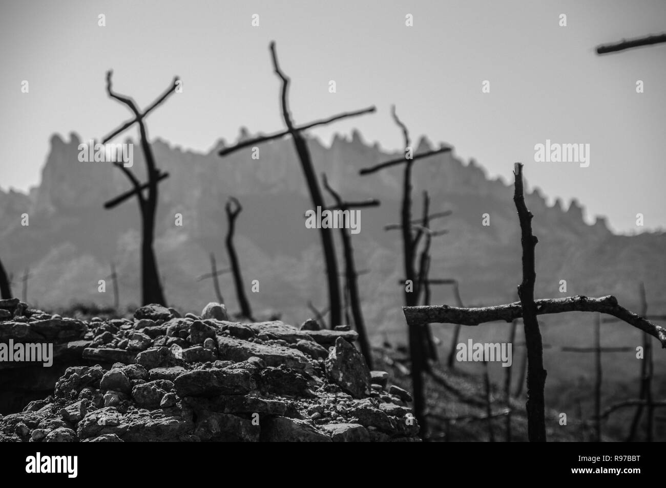 A forma di croce alberi dopo gli incendi forestali Foto Stock