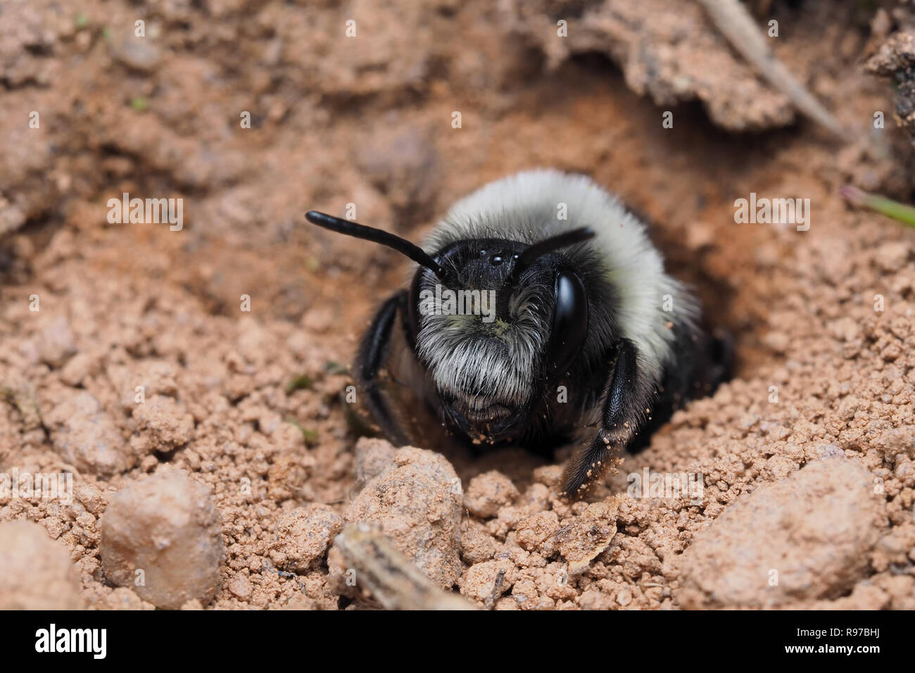Ashy mining bee (Andrena cineraria) guardando fuori dal suo nido o burrow. Tipperary, Irlanda Foto Stock