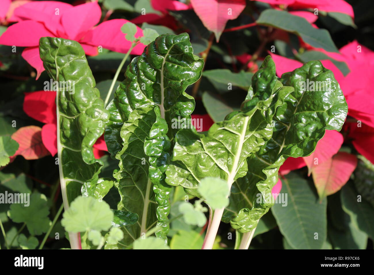 Prede incontaminato, perfetto, crudo e frondoso, e Chard svizzero che cresce in giardino. Foto Stock