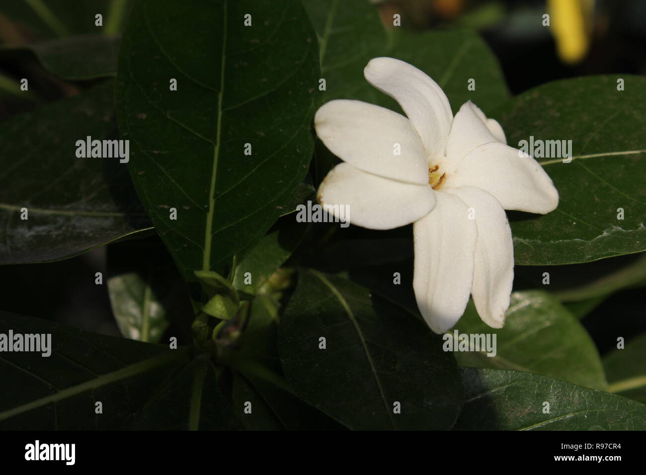 Gardenia taitensis, Tahitian gardenia o Tiaré fiore che cresce nel bel giardino di fiori. Foto Stock