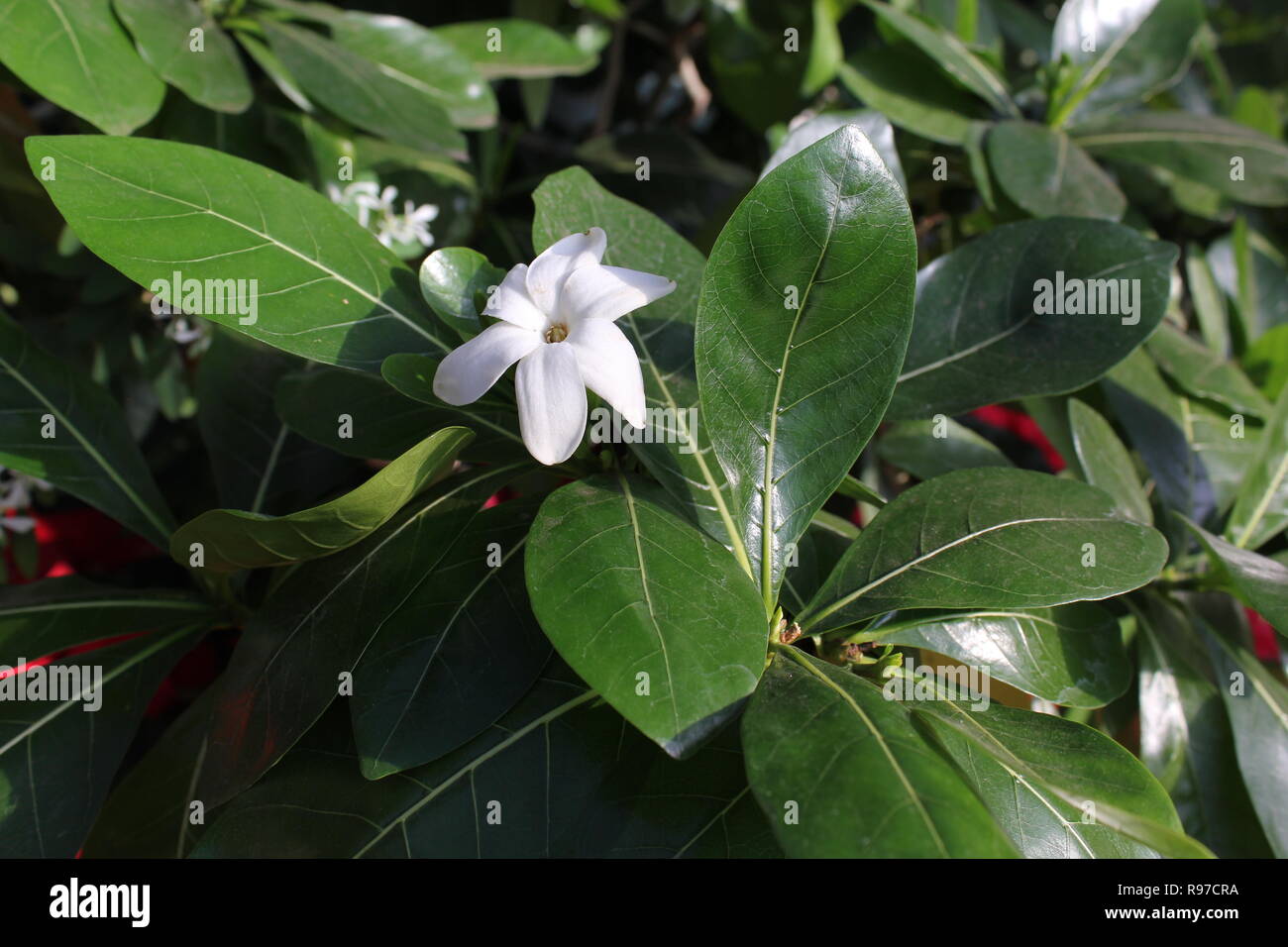 Gardenia taitensis, Tahitian gardenia o Tiaré fiore che cresce nel bel giardino di fiori. Foto Stock