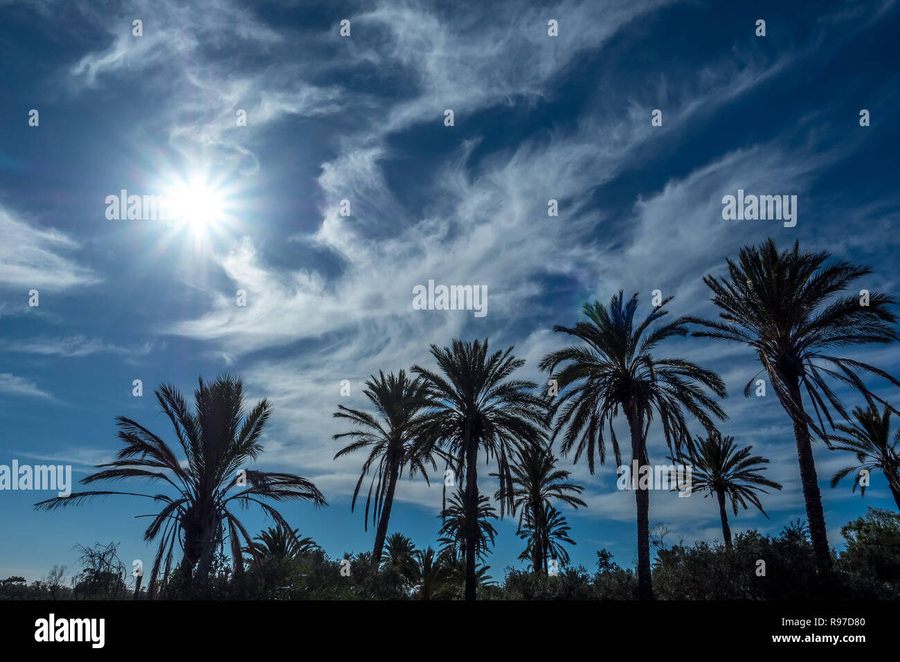 Silhouette di palme sullo sfondo del sole e cielo blu con nuvole Foto Stock