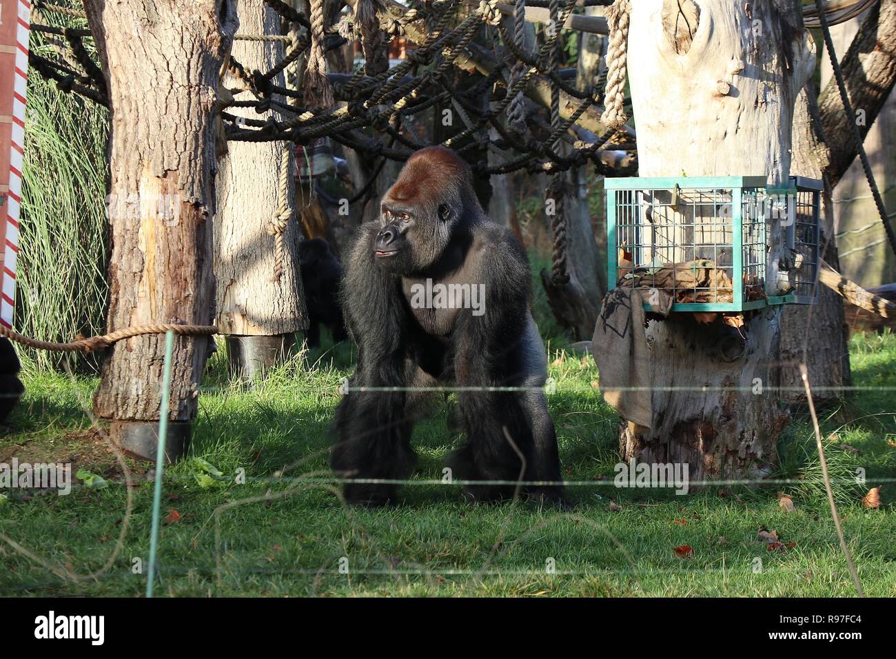 Le avventure di animali allo zoo di Londra il 20 dicembre 2018 Foto Stock