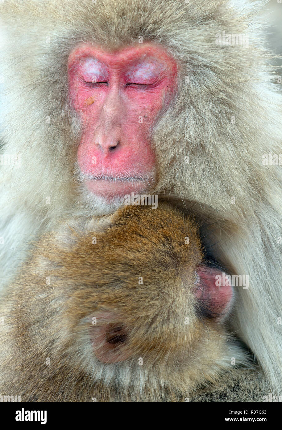 Sleeping Macaque giapponese e cub. I giapponesi macaque ( nome scientifico: Macaca fuscata), noto anche come la neve scimmia. Habitat naturale, mare d'inverno Foto Stock